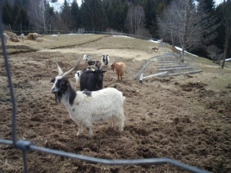 Súkromná farma v Drábsku a Hucul klub v Sihle 2017