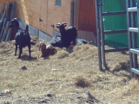 Súkromná farma Drábsko 2015